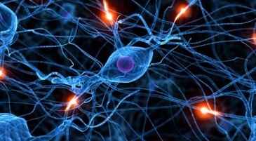 CELLULE DEL SISTEMA NERVOSO, CIRCUITI NERVOSI E COMPORTAMENTO