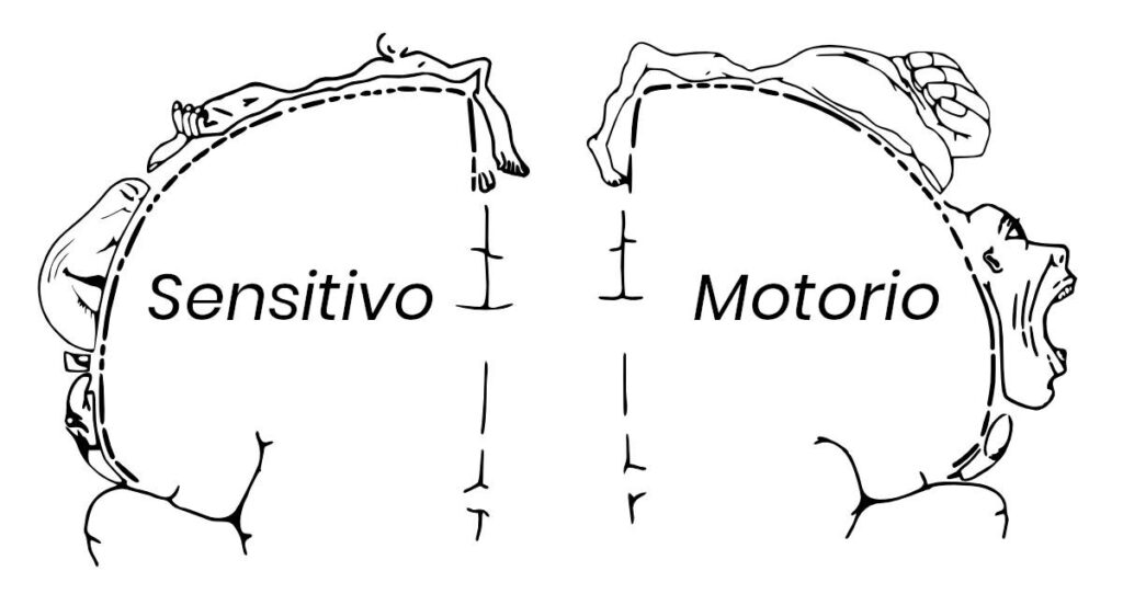 divisione del cervello in parte sensoria e motoria
